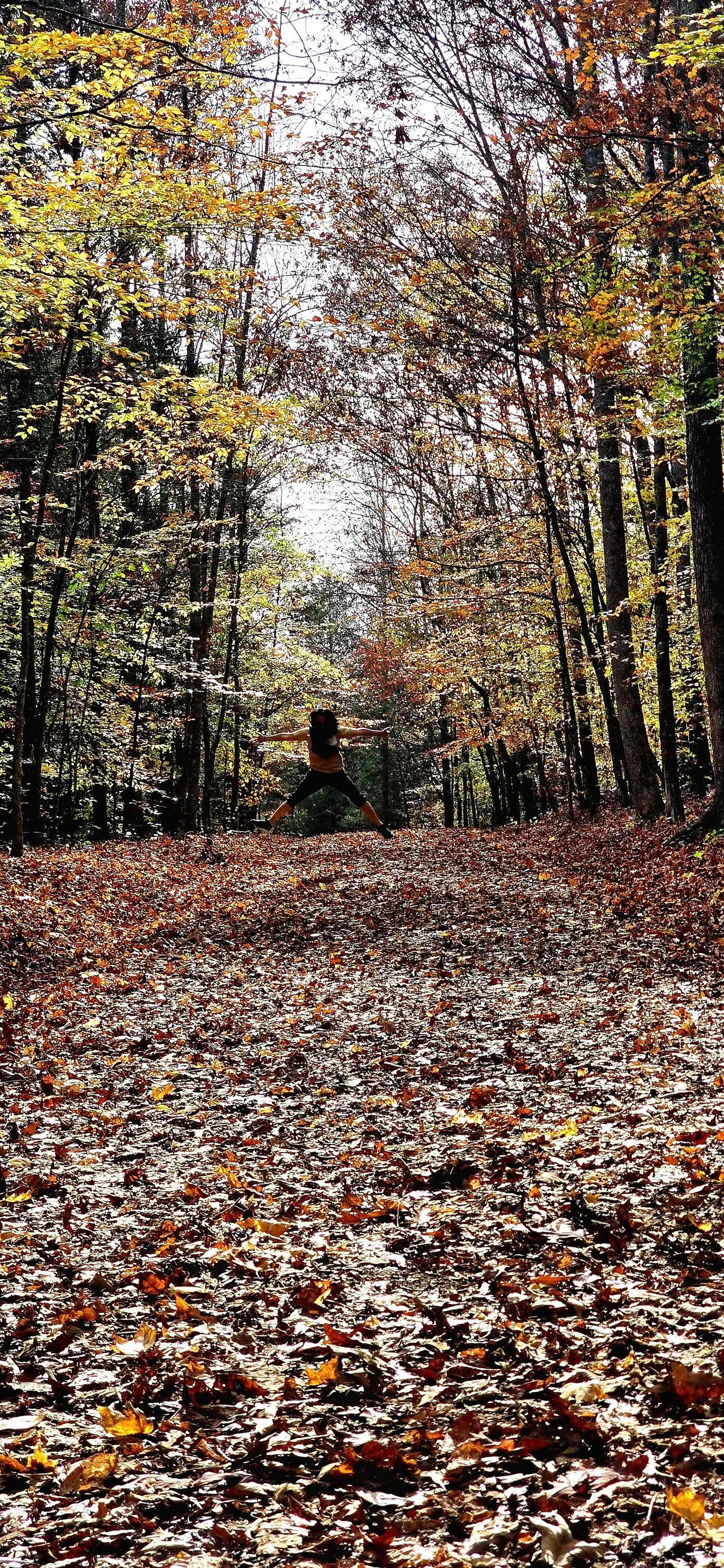 Pathway through a forest covered in brown leaves, with trees lining the sides under a bright sky.