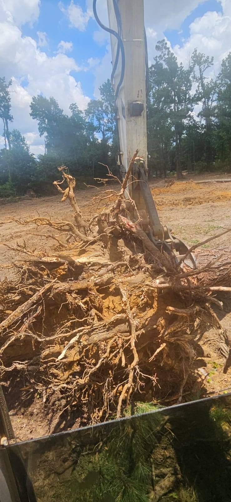 An excavator uproots a tree, revealing tangled roots. Clear sky, dirt, and green trees in the background.