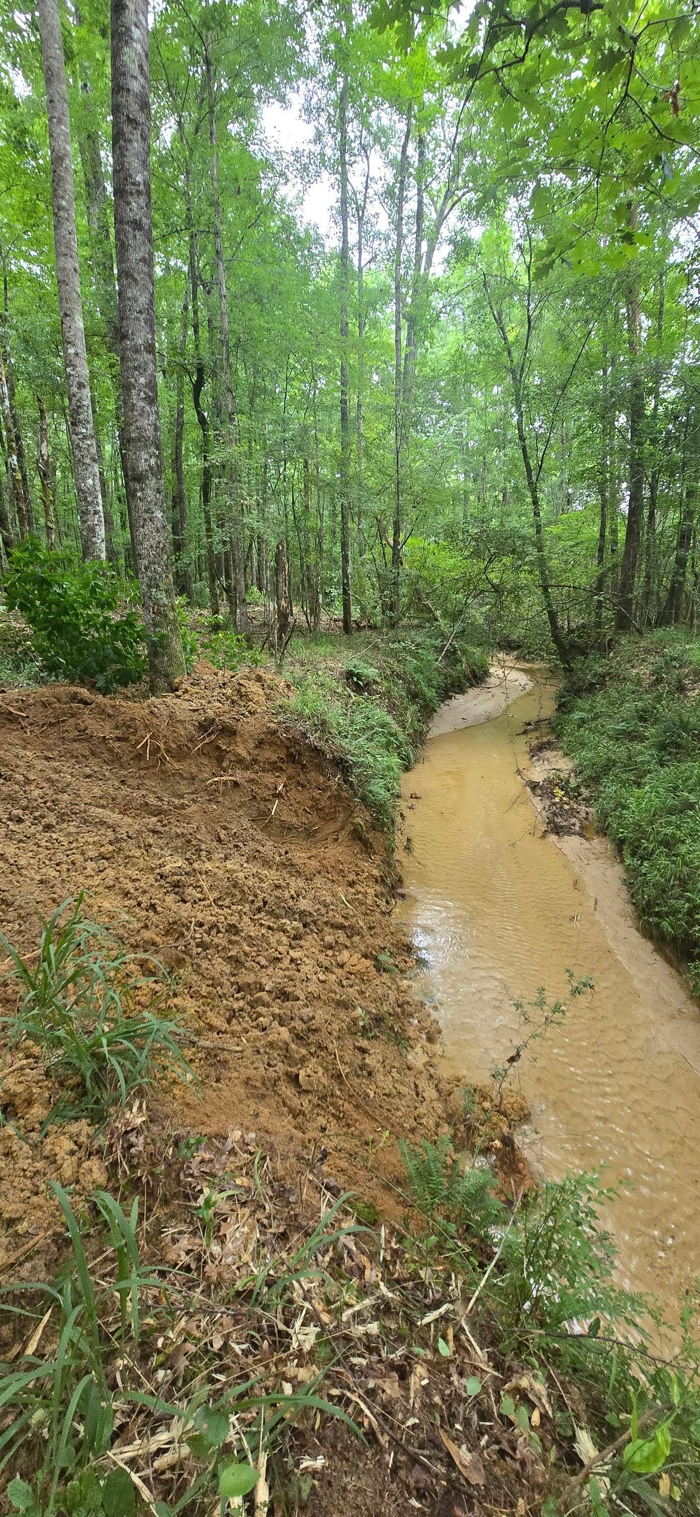 A narrow stream winds through a lush green forest, with brown banks on either side.