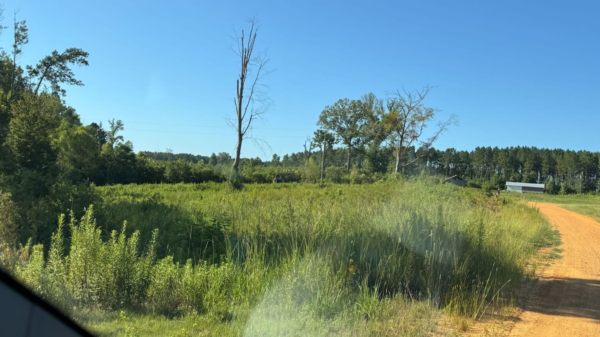 Grassy field next to a dirt road, with trees and a clear blue sky.
