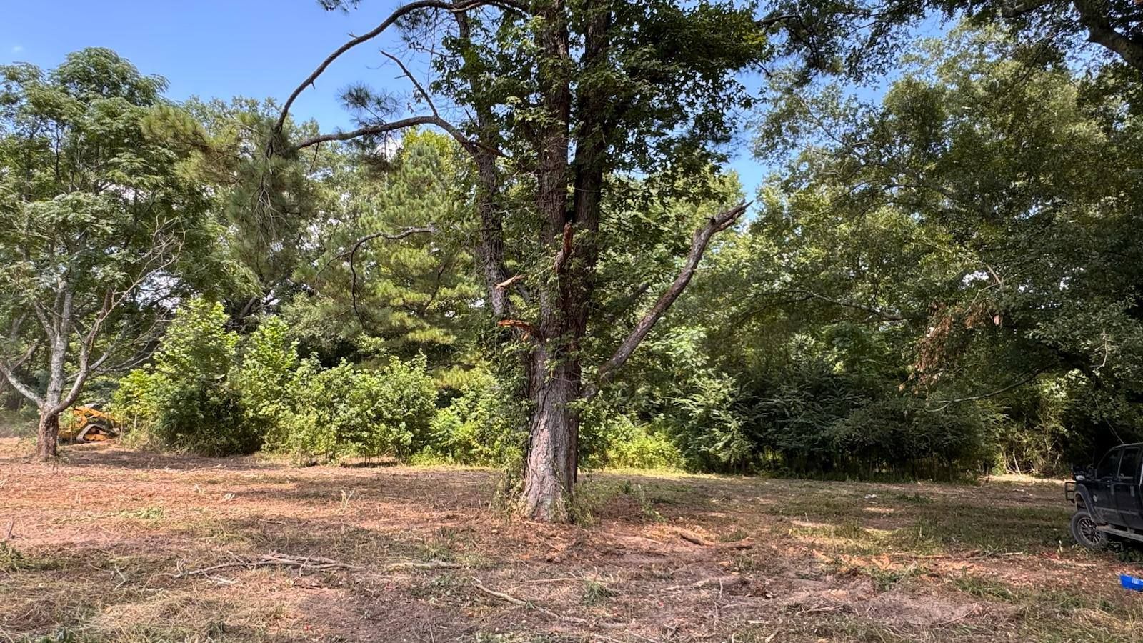 A sunny, tree-filled outdoor scene. A tall tree in focus, with grassy foreground, other trees in background.