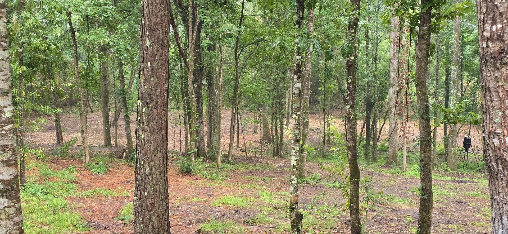 Forest scene with many tall trees and green foliage, brown earth and low grass.