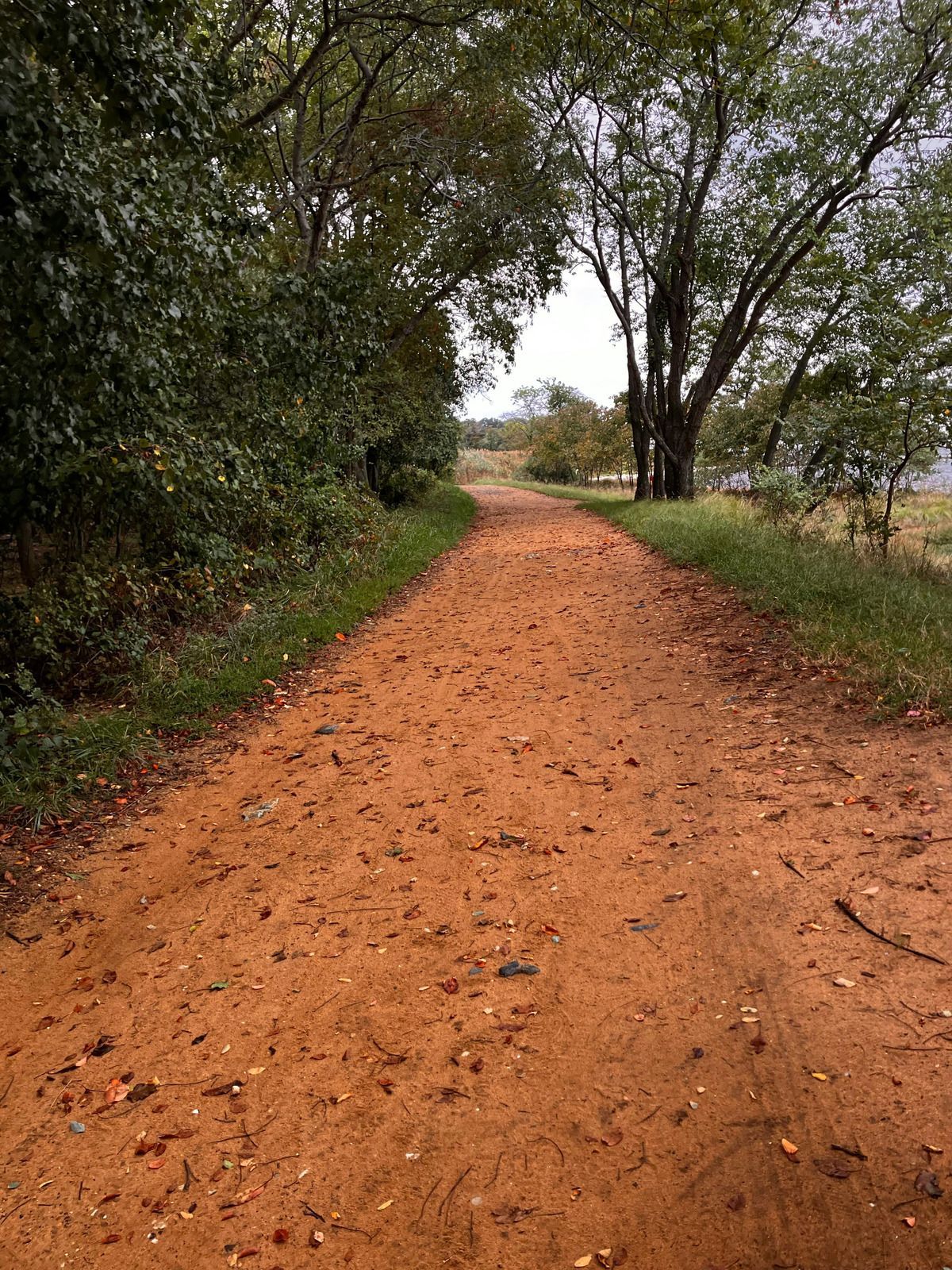 A winding dirt path through a lush green forest, trees line both sides of the trail.