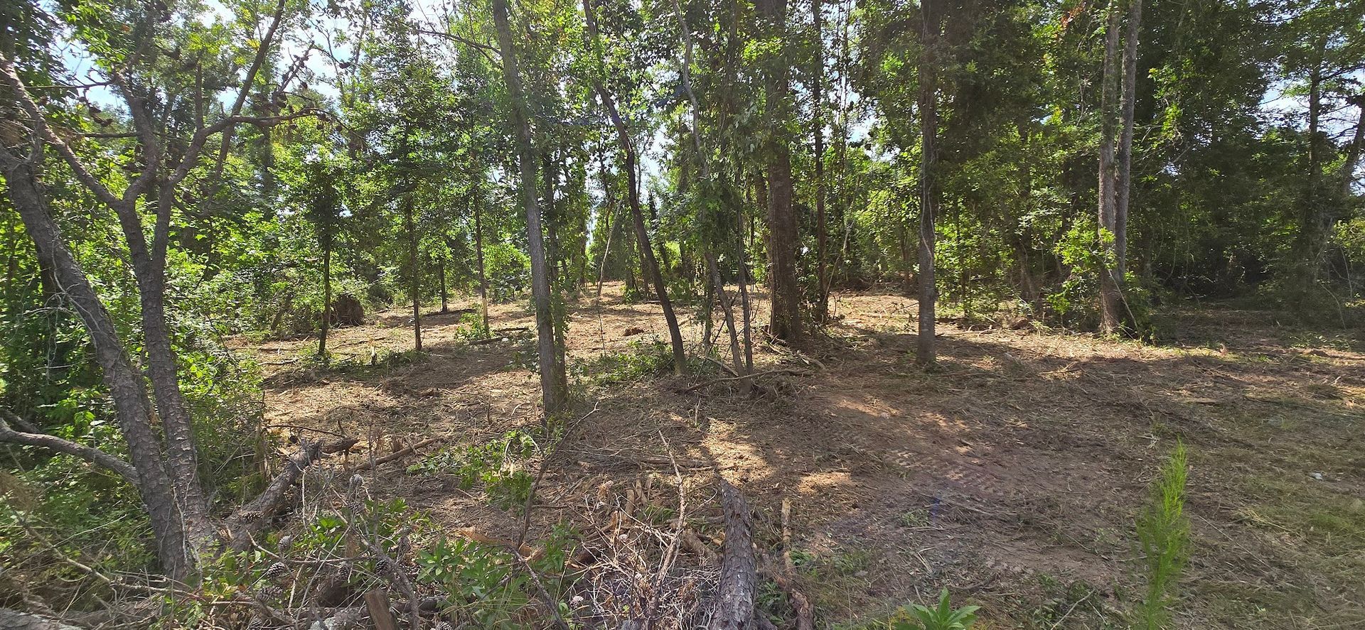Trees in a wooded area with patches of brown ground and dense green foliage.