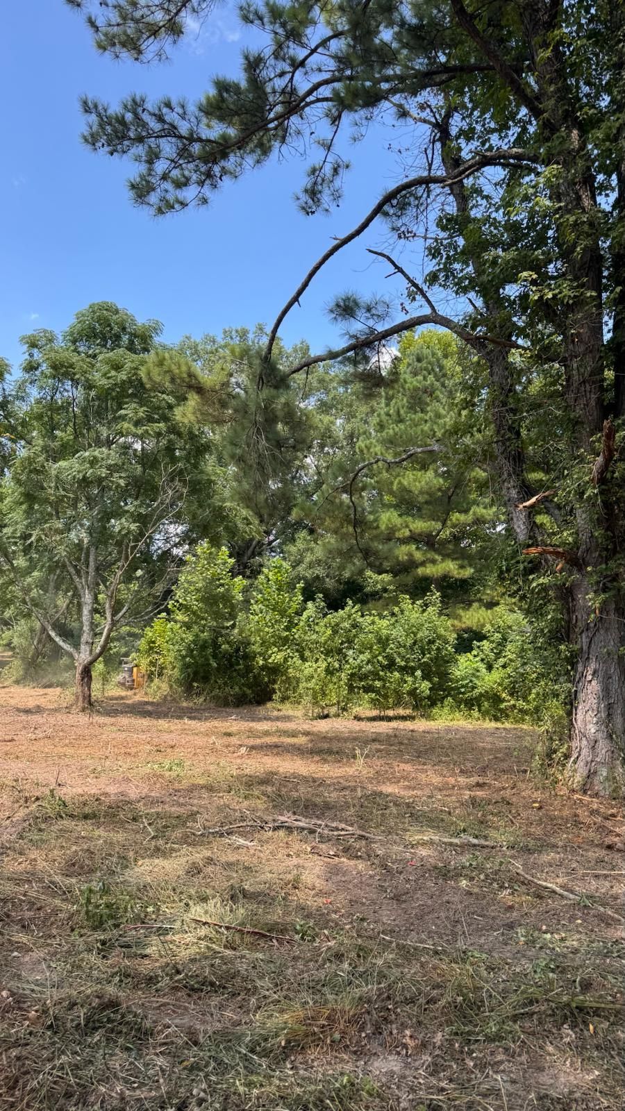 Field of dry grass surrounded by trees under a blue sky. Some trees are green, some brown.