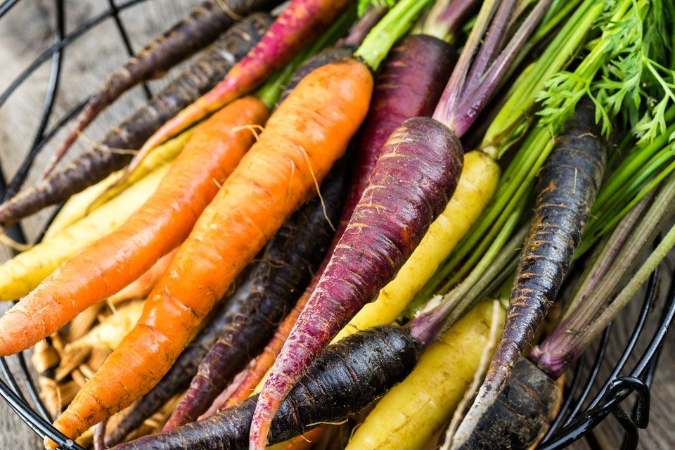 Regionale Karotten in vielen Farben
