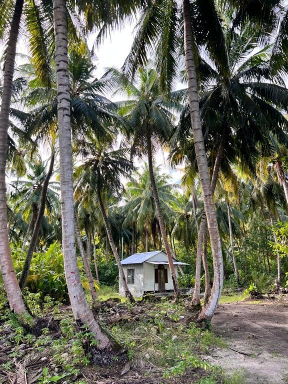 Quiet sandy street on a Maldivian local island with palm trees