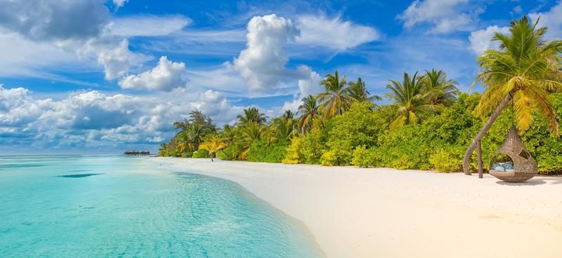 Island beach with golden sand and lush coconut trees swaying under a clear blue sky