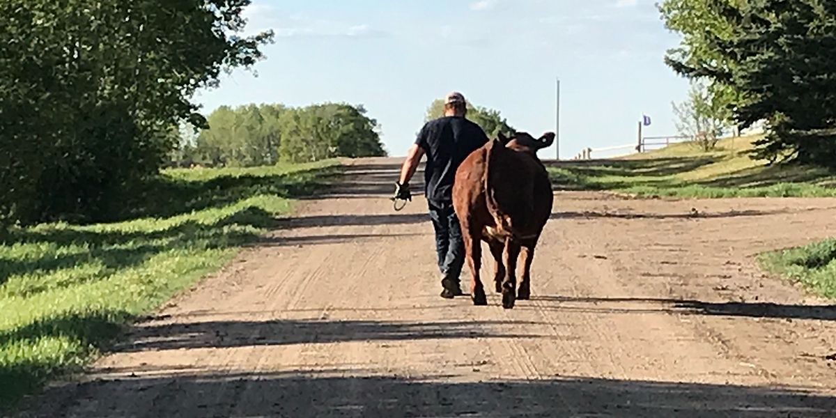 Rob Lawson, Irma 4-H Beef Club leader and Alberta beef farmer, leading a steer on his family farm.