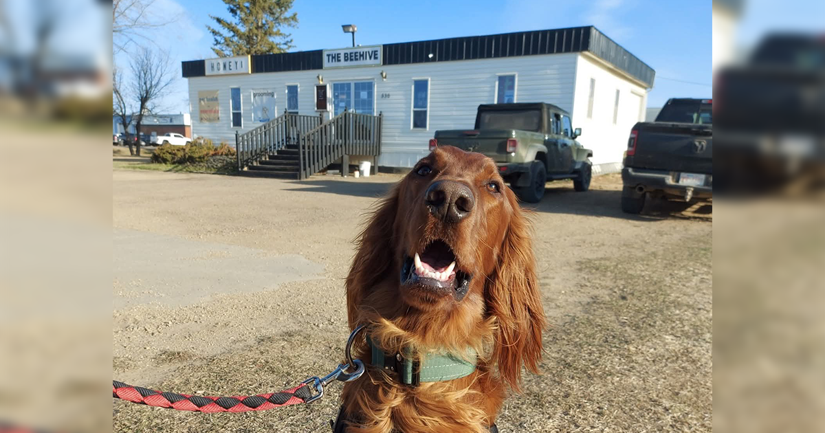 Finnegan, Jane and Paul’s dog, sits in front of their store, Paw.PET.ual Friends in Falher