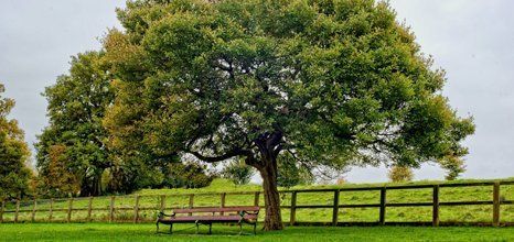 huge tree