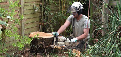 tree surgeon