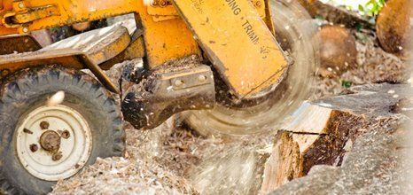 stump removal service