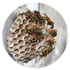 Termite Extermination & Protection That Lasts 10 Years Wasps