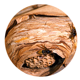 Termite Extermination & Protection That Lasts 10 Years Hornets