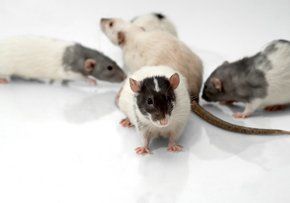 Rodent Control in West Deptford, New Jersey- Absolute Exterminating cO. inc Rodents