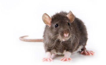 Pest Control in West Deptford New Jersey-Absolute Exterminating CO. INC Rodents