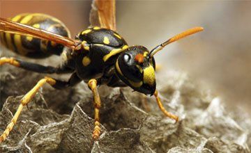 Pest Control in West Deptford New Jersey-Absolute Exterminating CO. INC Bees and Wasps