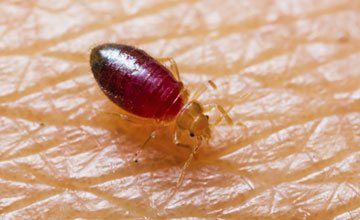 Pest Control in West Deptford New Jersey-Absolute Exterminating CO. INC Bed bugs