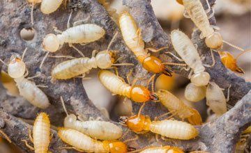 Pest Control in West Deptford New Jersey-Absolute Exterminating CO. INC Termites