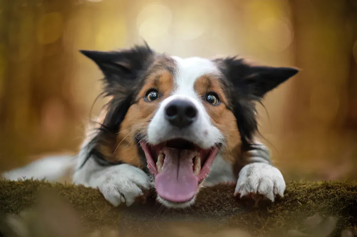 A border collie dog is laying on a mossy branch with its tongue hanging out.