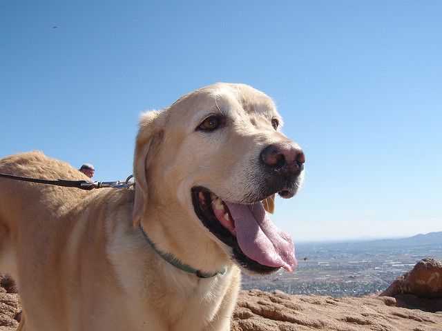 A dog on a leash with its tongue hanging out