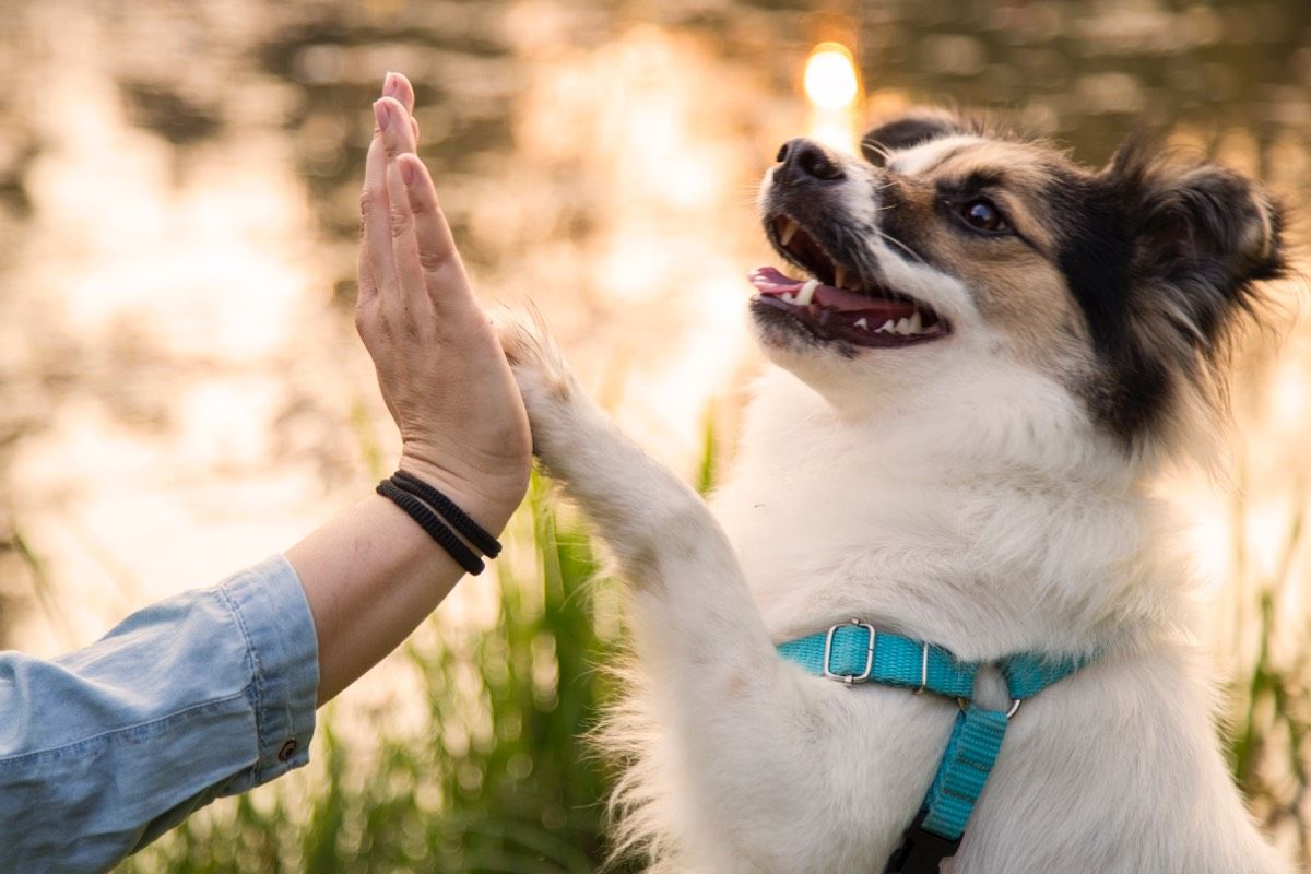 A person is giving a high five to a dog.