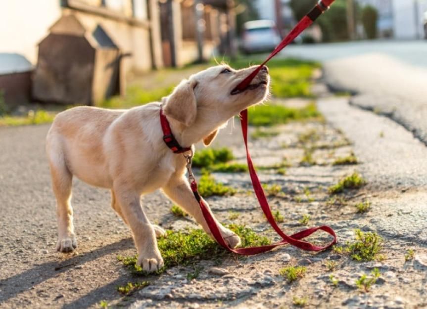 A puppy is playing with a red leash on the sidewalk.