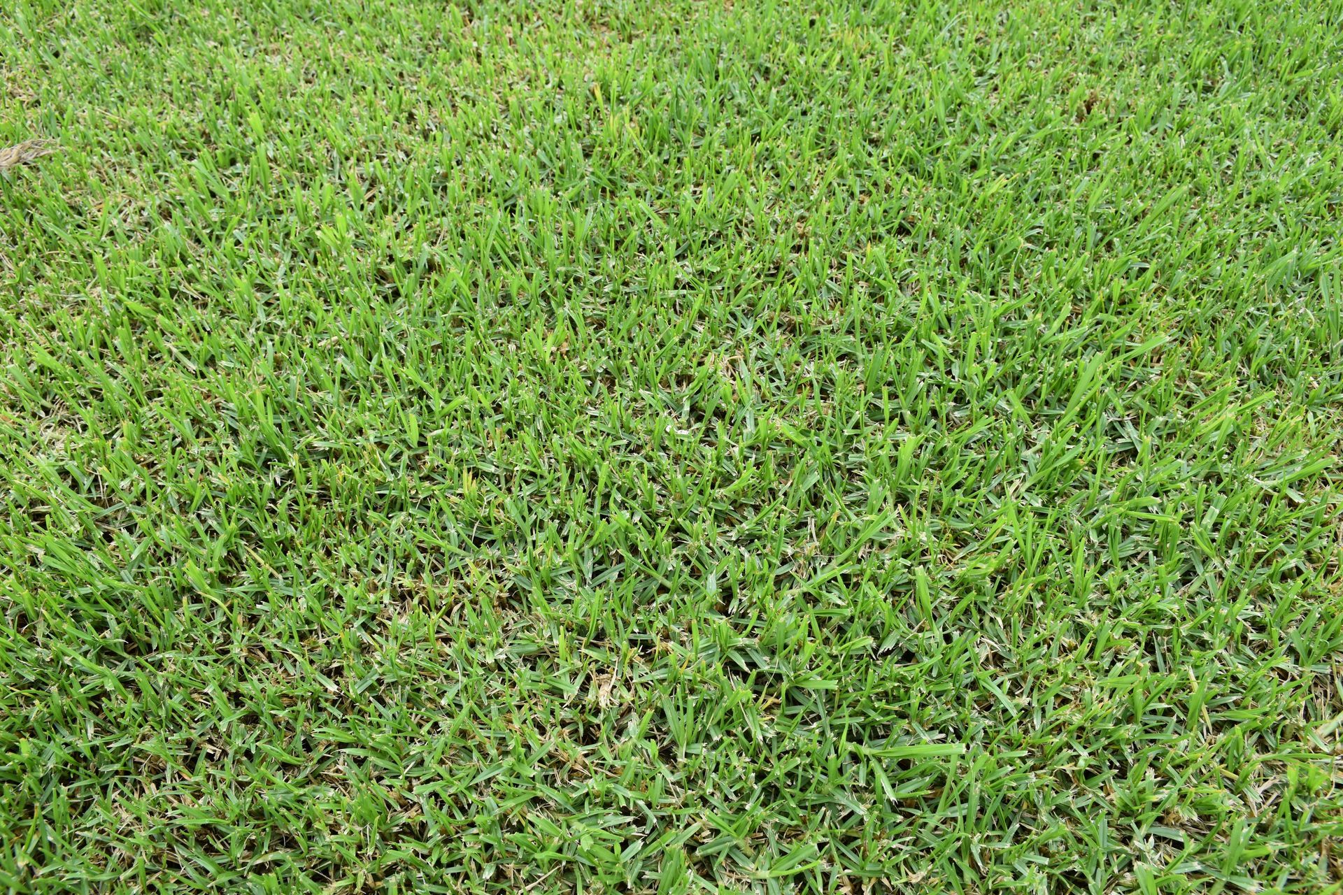 A close-up, top-down view of a dense, vibrant green lawn featuring short, healthy blades of grass.