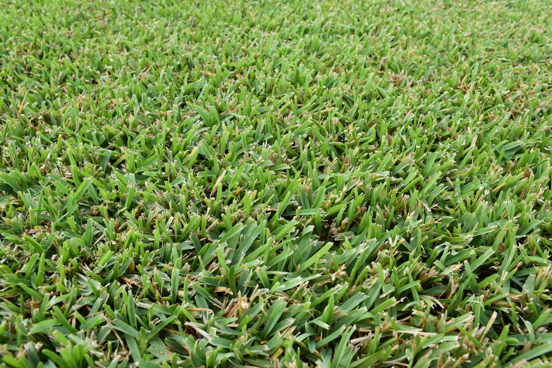 A close-up, top-down view of a dense, vibrant green lawn with short, broad, freshly mowed blades of grass.