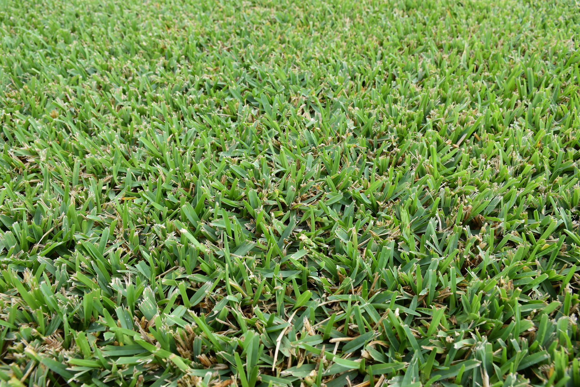 A close-up view of a lush, vibrant green lawn with mowed grass blades.