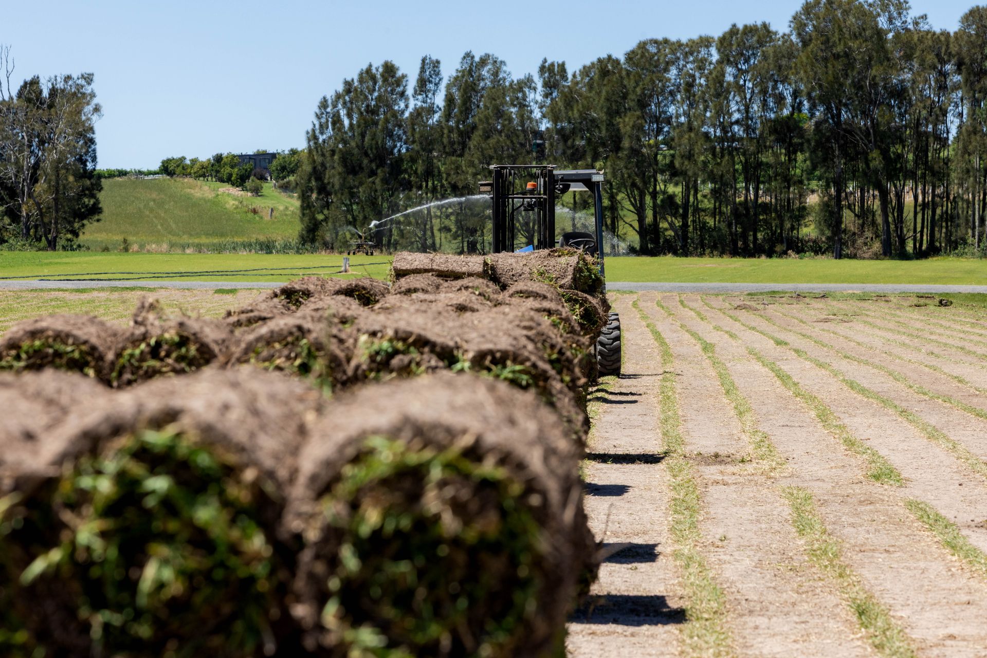Forklift transporting rolls of freshly cut sod in a field on a sunny day.