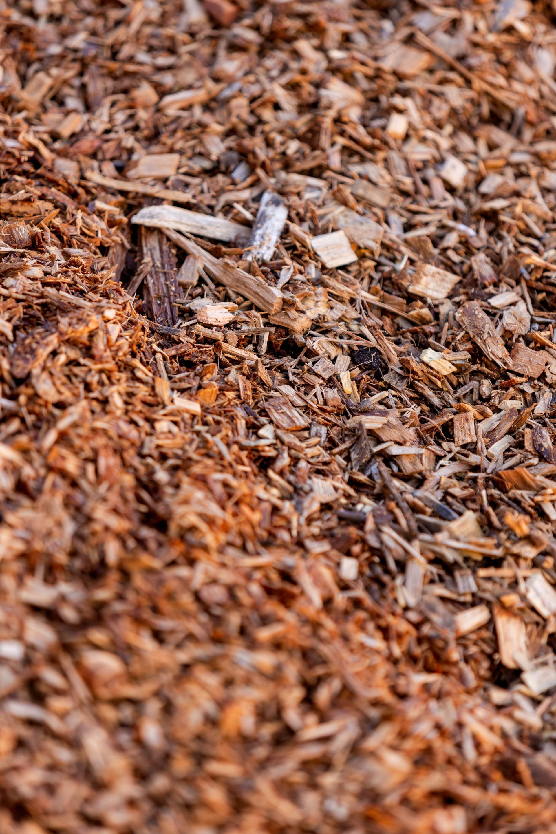 Dark, rich soil; close-up view. The soil appears damp with some visible plant matter, against a white backdrop.