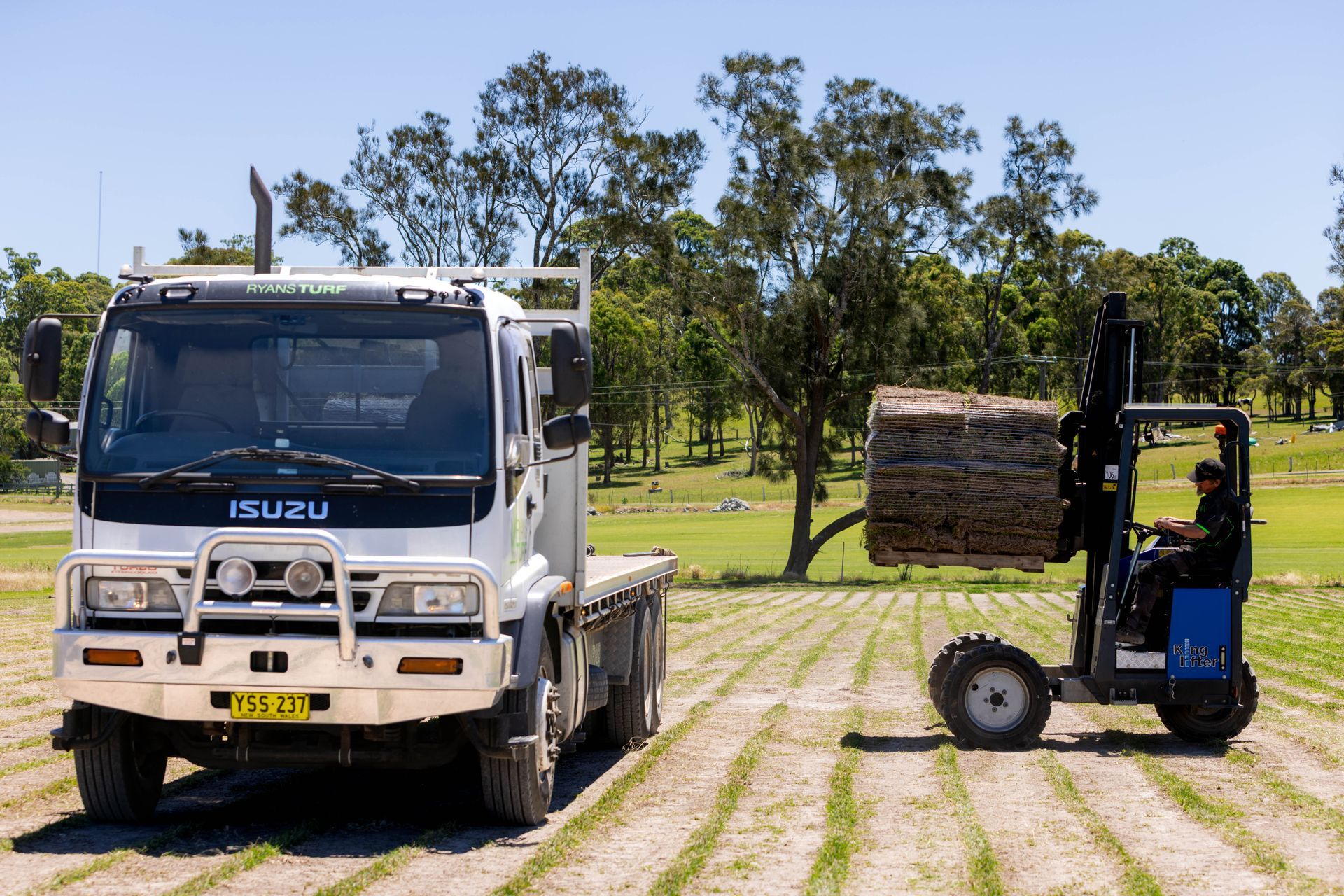 Forklift unloading sod rolls from a white Isuzu truck on a field. Sunny day.