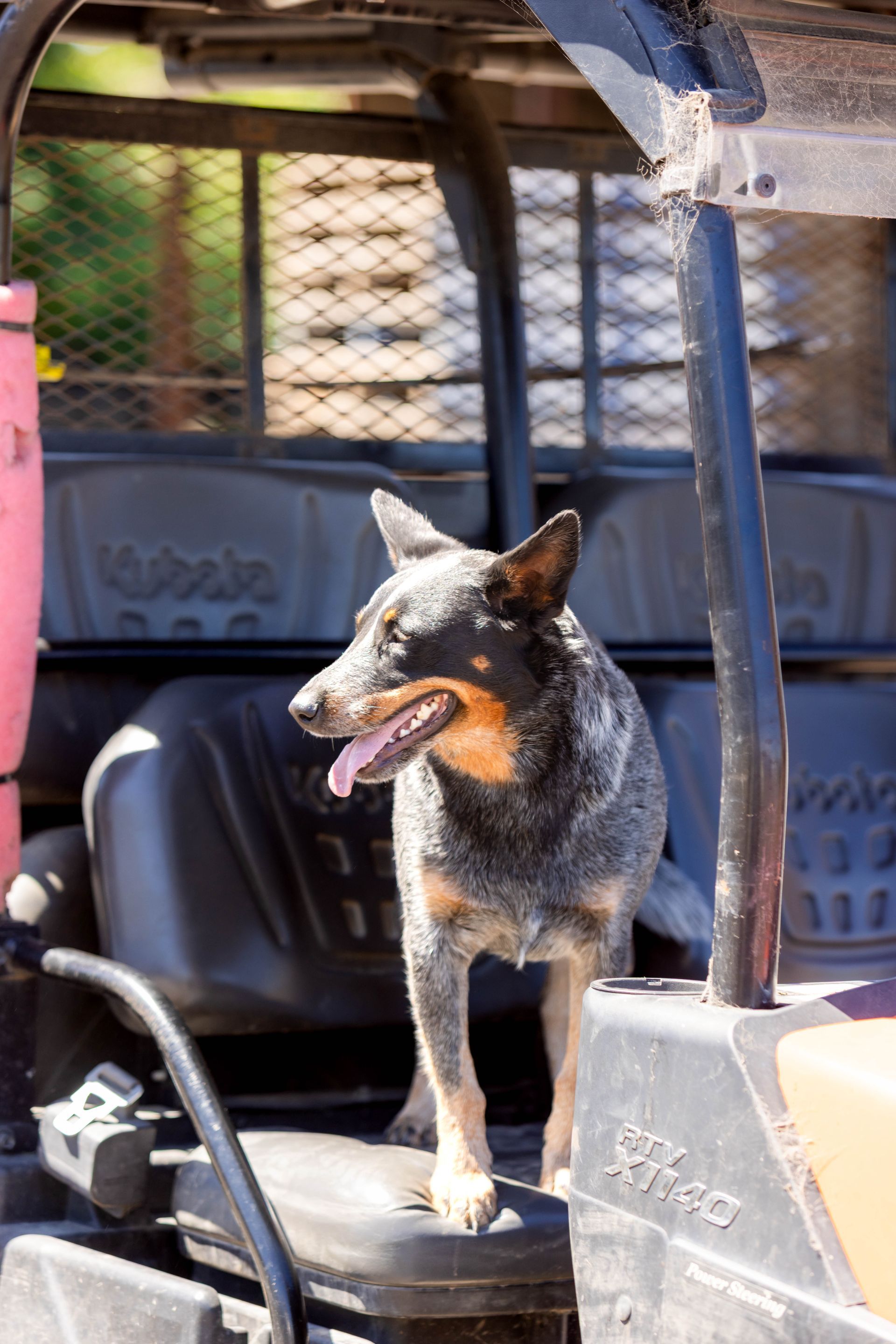 Blue heeler dog stands in a utility vehicle, panting, with an open-mouthed expression.