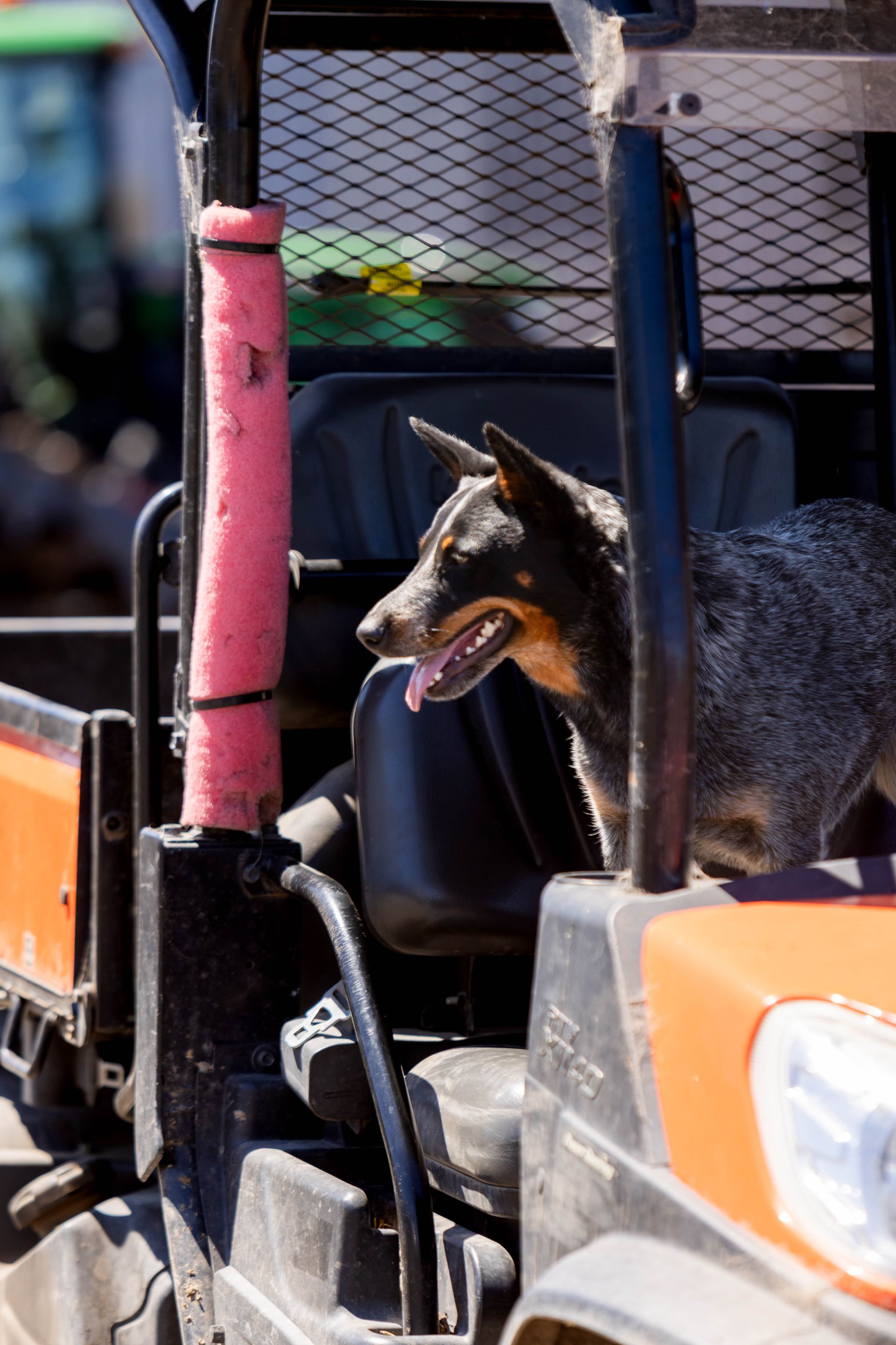 Blue heeler dog in an orange utility vehicle, tongue out, looking to the side.