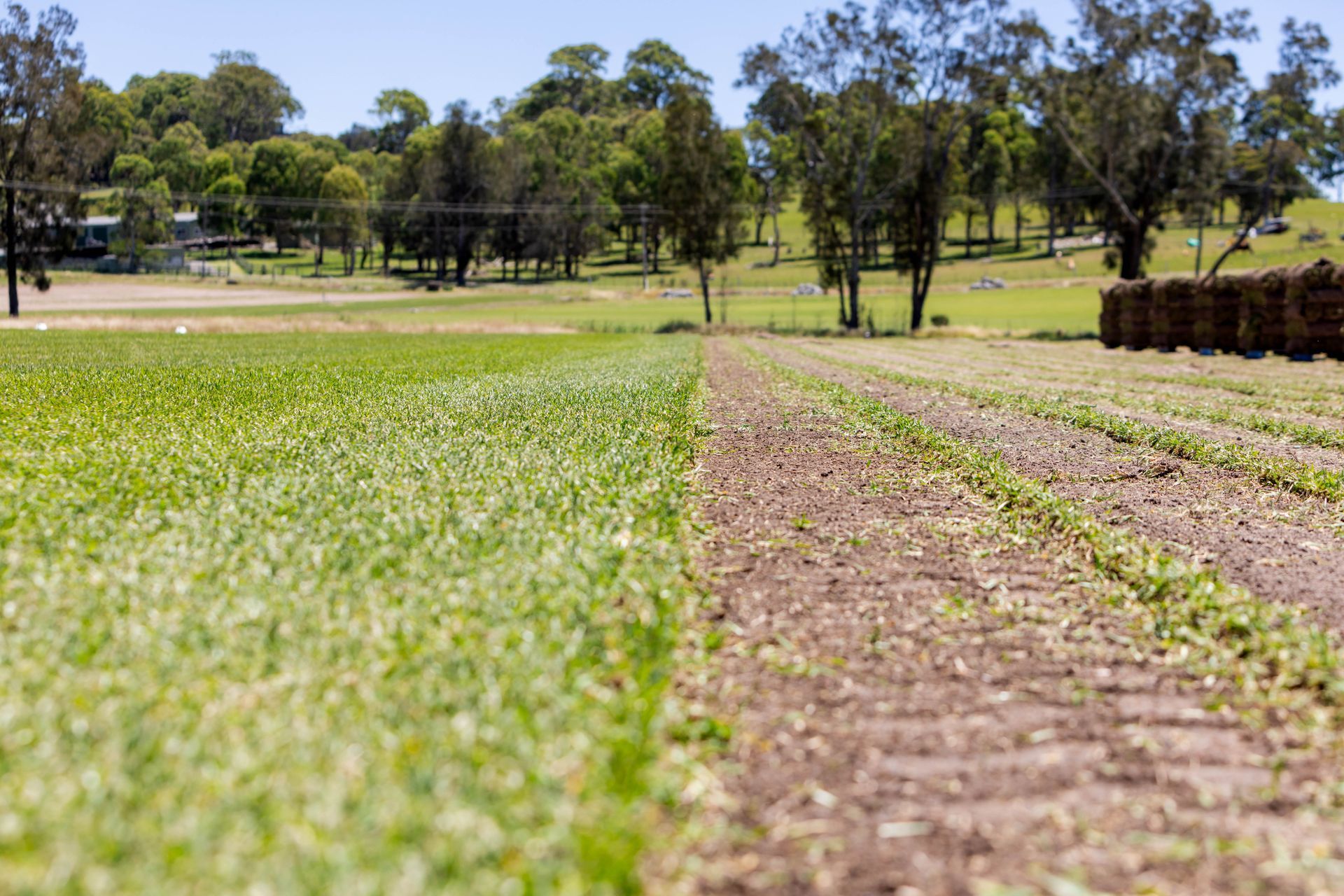 A field with lush green grass on one side and tilled earth with seedlings on the other, trees in the background.