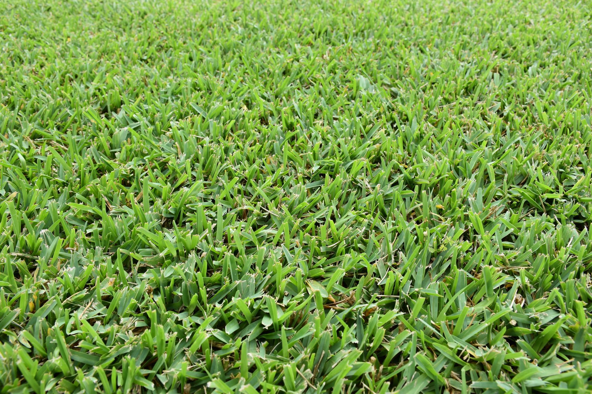 A close-up view of a dense, lush green lawn with thick, textured blades of grass.