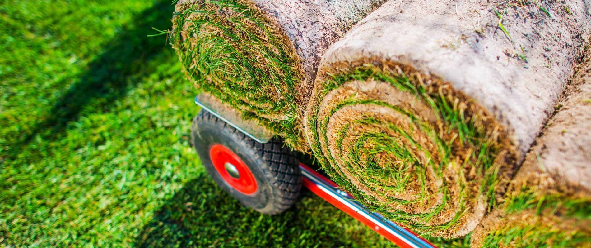 Rolls of sod are being transported on a red-wheeled cart across a lawn.