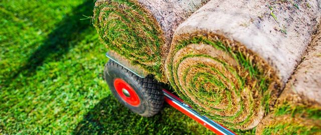 New Turf When To Cut New Grass How Long To Cut Grass When To Cut A