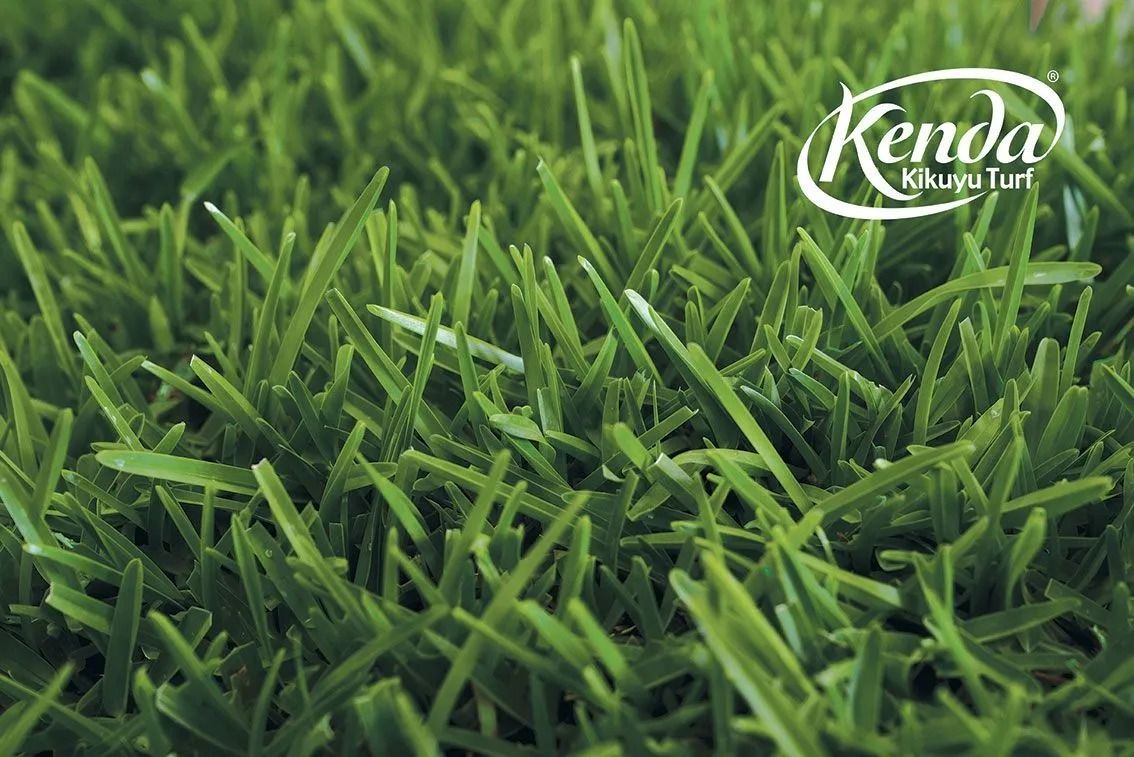 Woman watches child swing on a tree swing in a well-manicured lawn in front of a house. Kenda Kikuyu Turf logo.