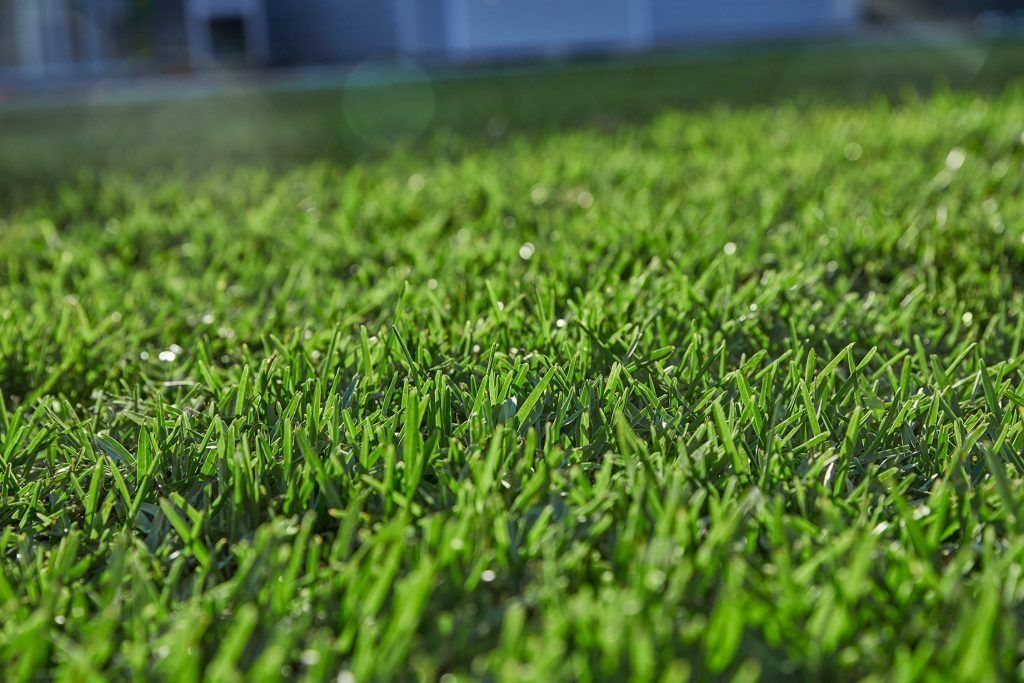 Close-up of vibrant green grass blades, possibly with droplets, in a sunny outdoor setting.