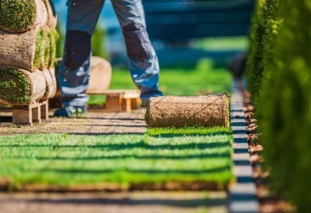 Person laying sod rolls on green grass with more rolls stacked on wooden pallets.