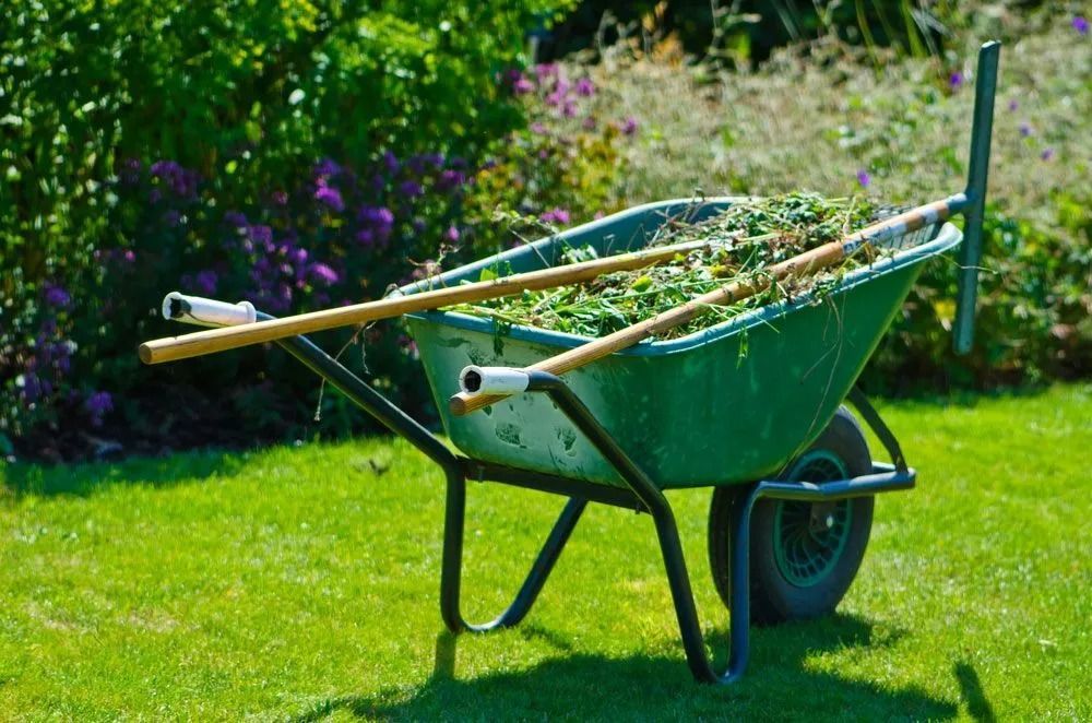 Green wheelbarrow filled with yard waste, with a rake and a pole laid across it, on a sunny lawn.