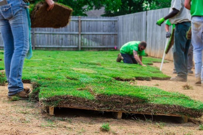 People laying turf in a yard, placing grass sections on the soil