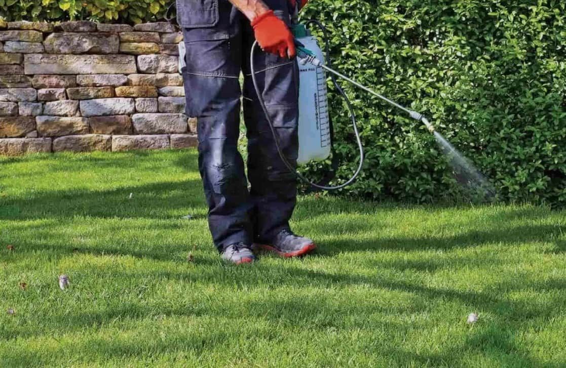 A person in work clothes sprays a lawn with a pump sprayer, wearing orange gloves, set against a stone wall and green hedge.
