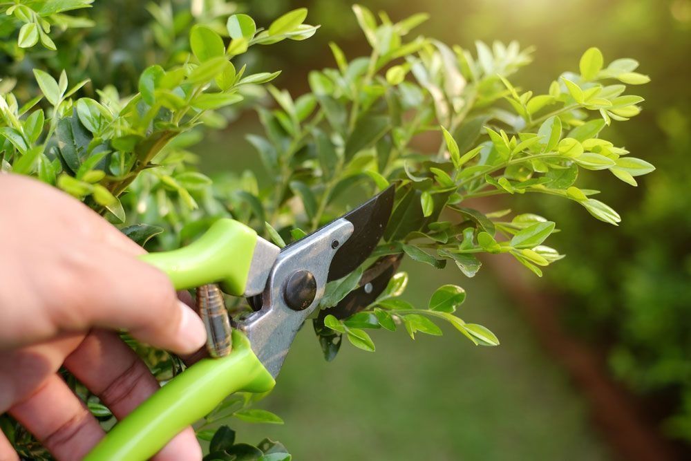 Hand pruning a green bush with green-handled shears outdoors in sunlight.