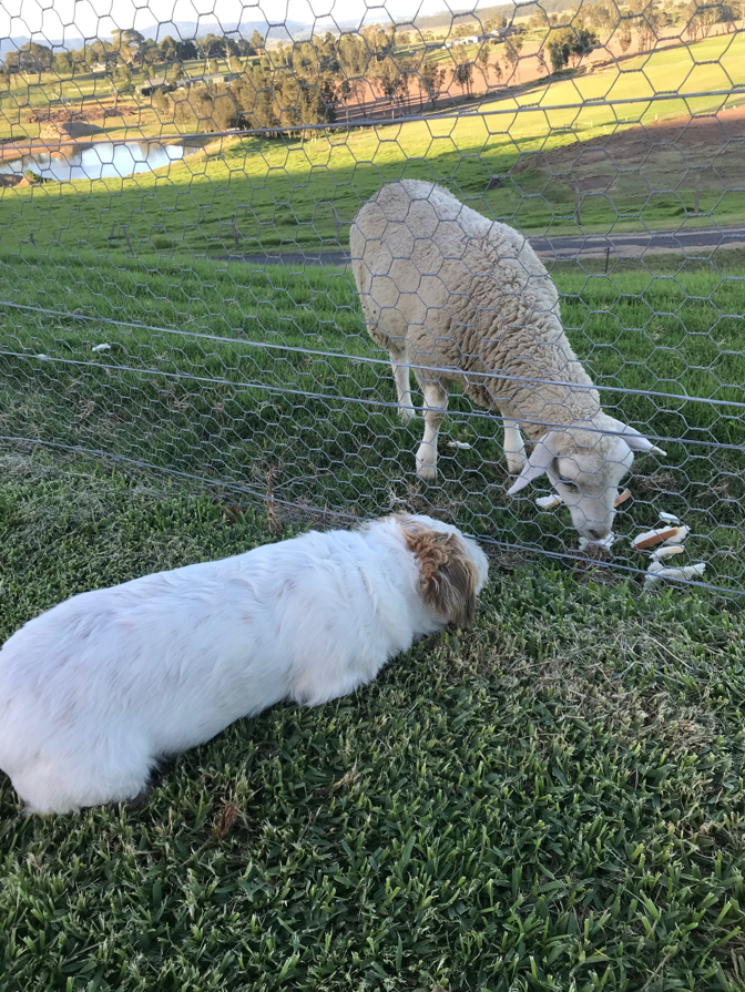 A white dog and a sheep graze together in a grassy field near a wire fence.