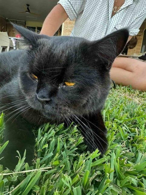 Black cat with flattened ears and yellow eyes lying in green grass, with a person in the background.