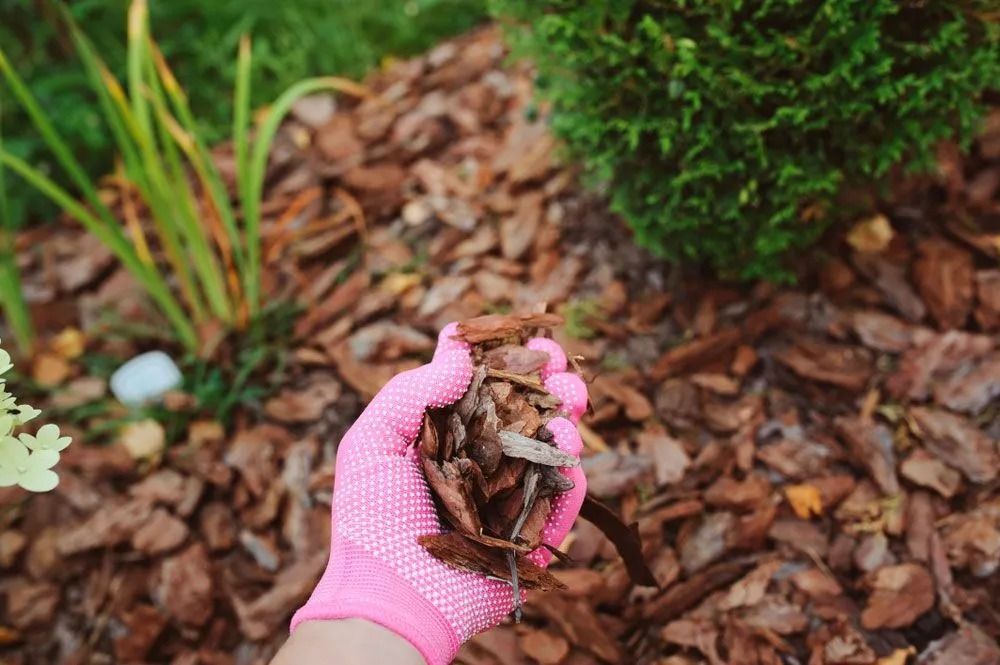 Hand in pink glove holding bark mulch; garden setting with green plants in the background.